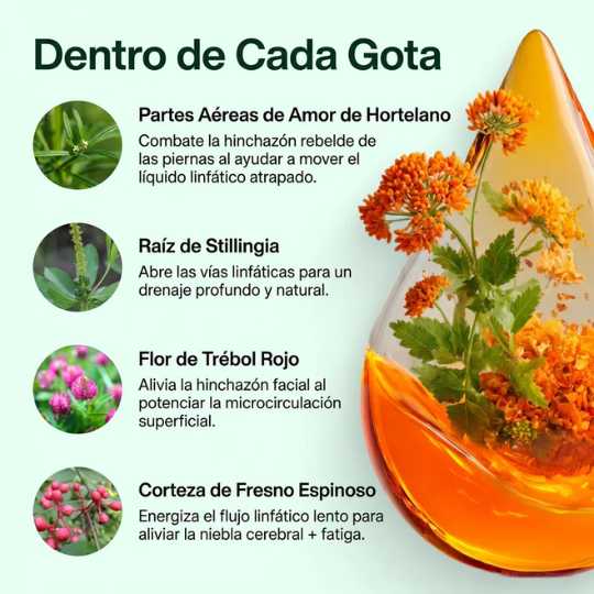 Encabezado